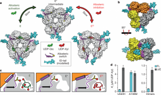 Fig. 1: The role of the ID-tail in allosteric inhibition of UGDH