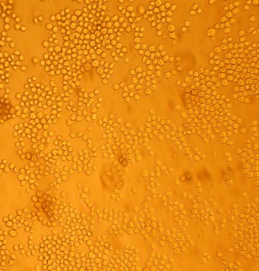 Cell Culture