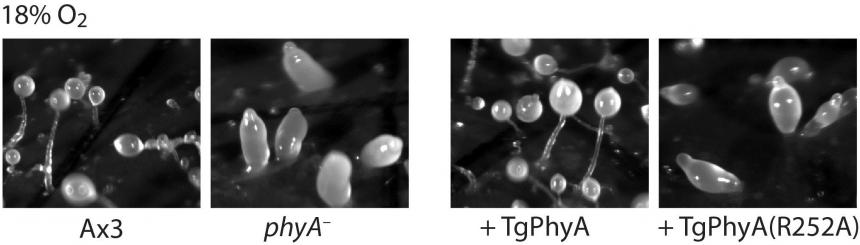 toxoplasma