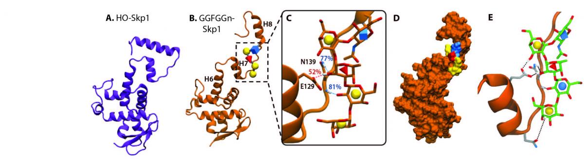 Fig8.glycan-protein_Sim.jpg
