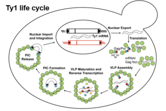 T1 life cycle