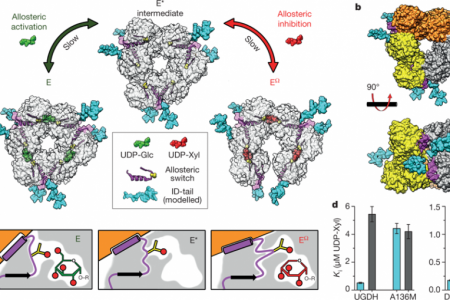 Fig. 1: The role of the ID-tail in allosteric inhibition of UGDH