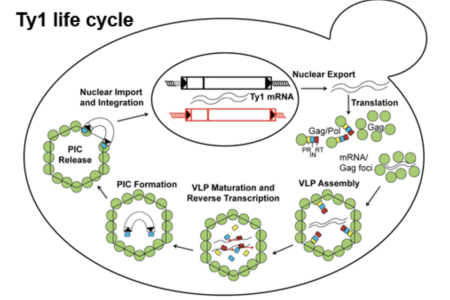 T1 life cycle