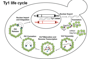 T1 life cycle